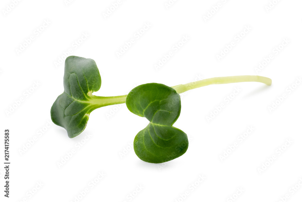 Obraz premium Sprig of fresh microgreen isolated on white