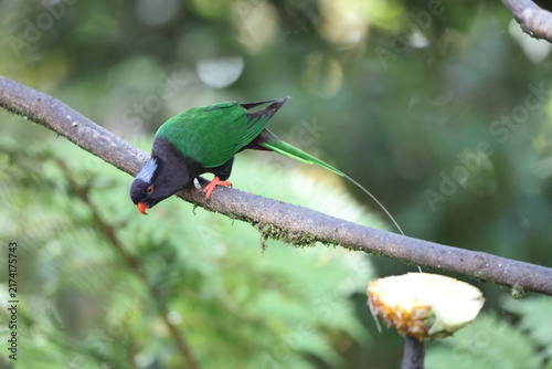 Fotografía Stella's lorikeet (Charmosyna stellae stellae) is a species of parrot in the family Psittaculidae