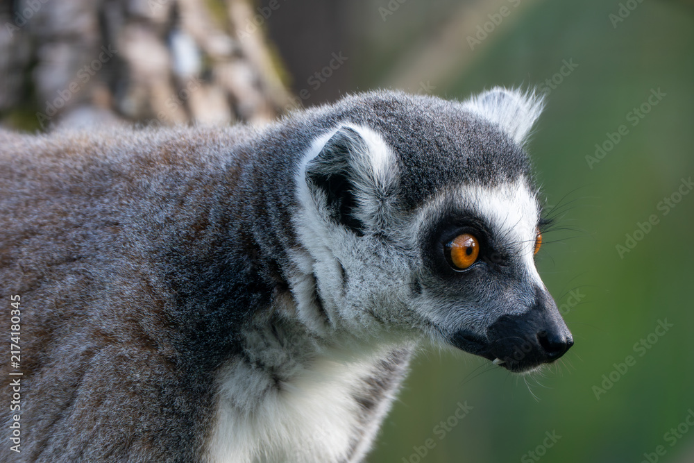 Naklejka premium Ring-Tailed Lemur Side Profile with Bright Orange Eye