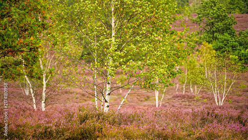 Group of birch trees in Lüneburg heath