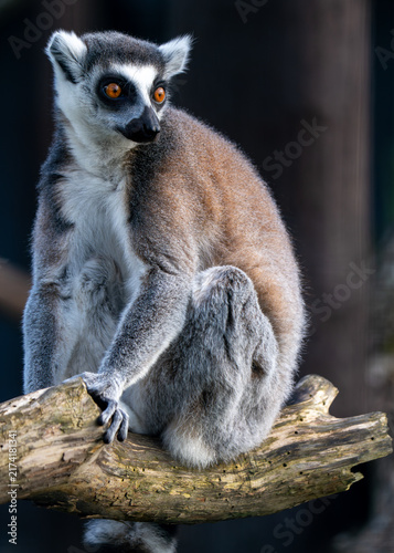Фотография Ring-Tailed Lemur Sitting on Tree Branch with Bright Orange Eyes