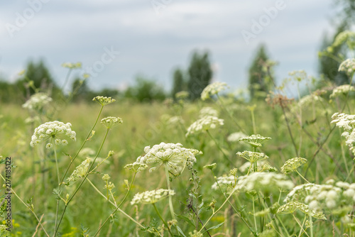 Fotografía Summer wild flower field under cloudy sky