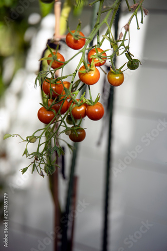 Photography cherry tomatoes in the garden, Nacka,Sverige,Sweden,Stockholm ,summer