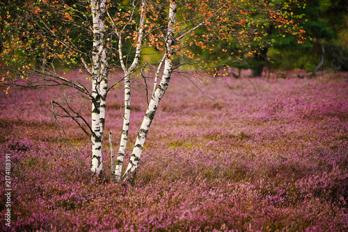 Solitary birch tree in the Lüneburg Heath area