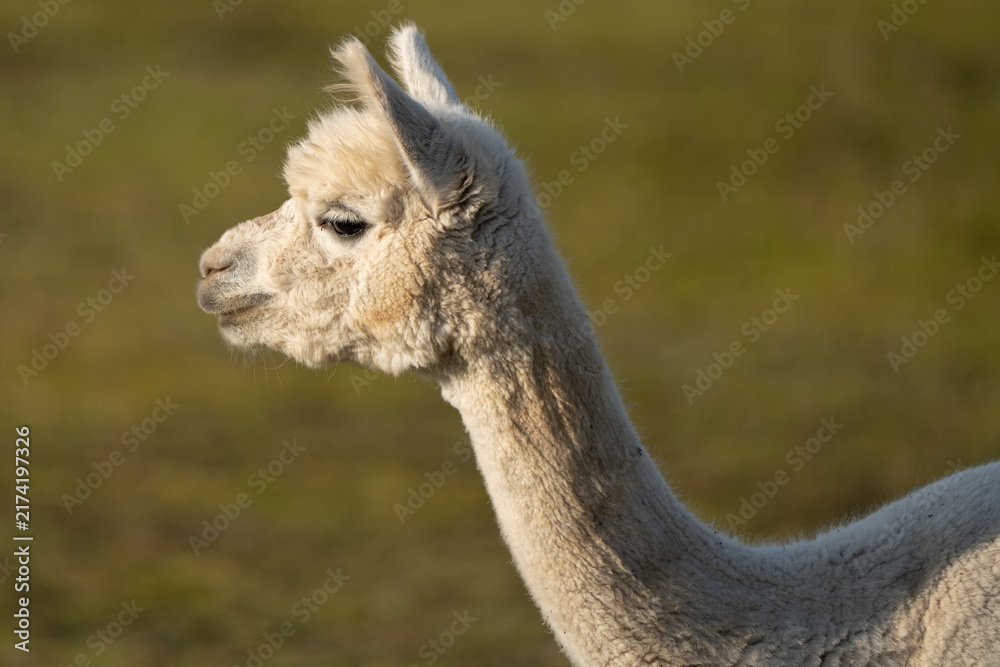 Naklejka premium Close Up Portrait of a White Alpaca Looking to the Side in Warm Evening Light