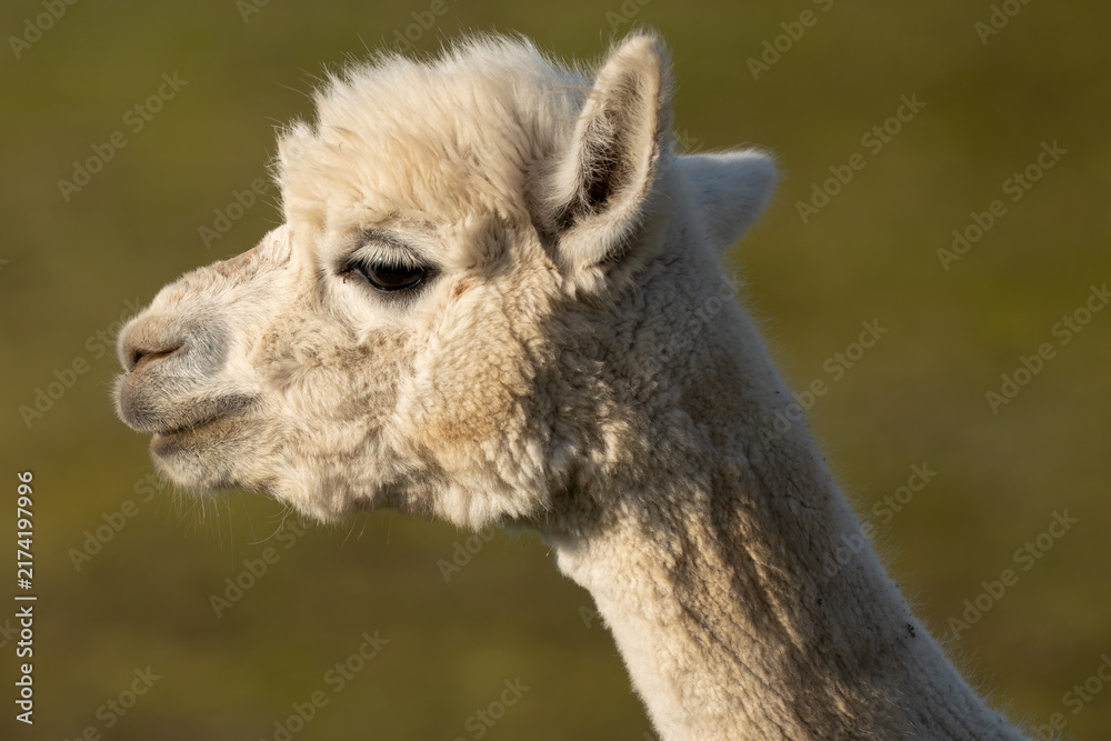 Naklejka premium Close Up Portrait of a White Alpaca in Warm Golden Morning Light