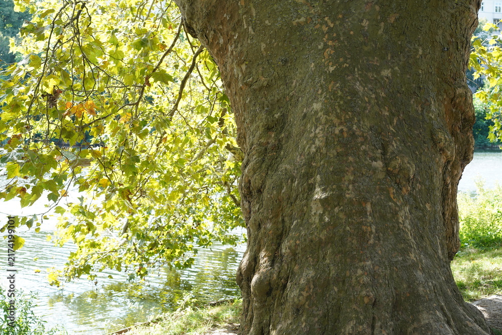 Obraz premium Nahaufnahme des massiven Stammes und des grünen Laubes einer alten Ahornblättrigen Platane (Platanus x hispanica) am Ufer des Lietzensees in Berlin-Charlottenburg im Spätsommer