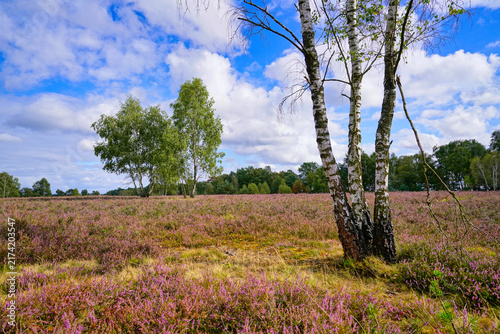 Birch trees and heather in Northern Germany
