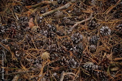 Forest floor - pine cones, needles and twigs