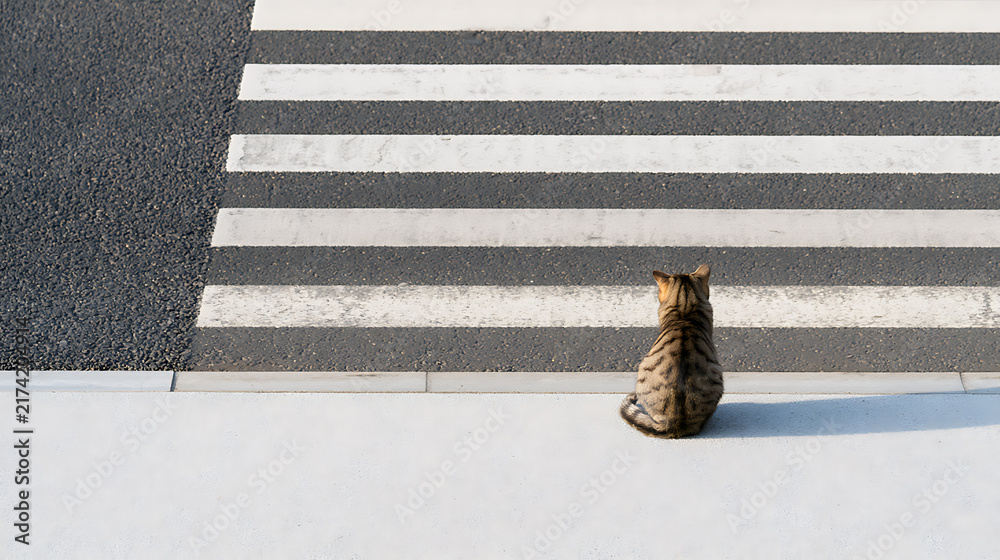 Naklejka premium A small domestic cat Felis catus sitting on a sidewalk and look at a pedestrian zebra crosswalk on an urban street in high angle view