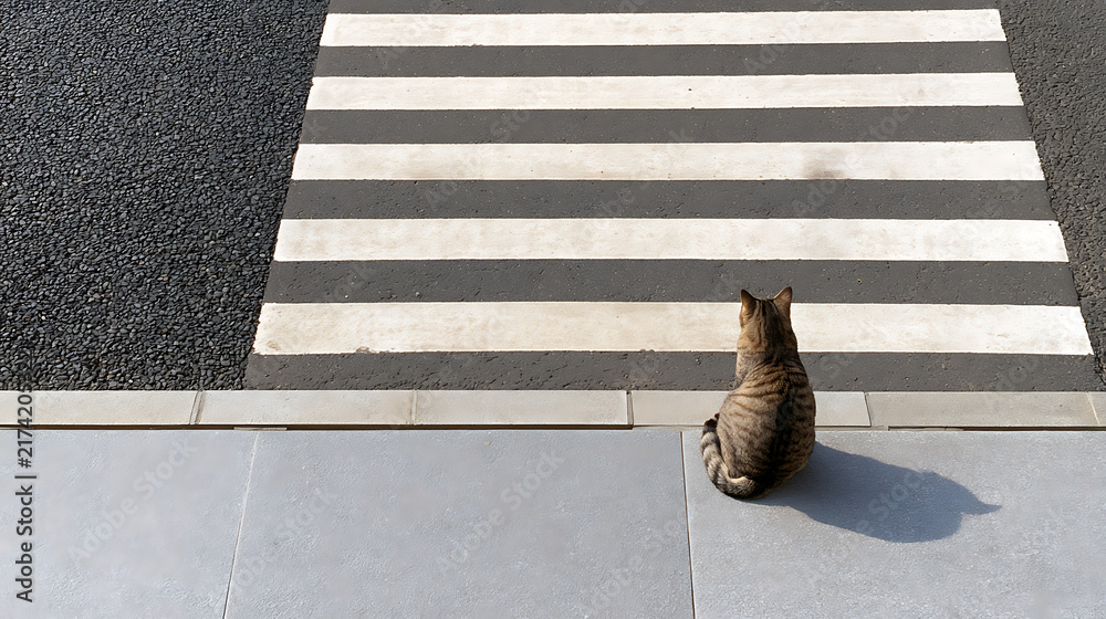 Fototapeta premium A domestic cat, felis catus, sitting on a sidewalk and waiting by a pedestrian crosswalk on a city street, top view composition