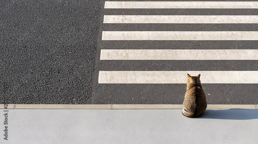 Naklejka premium A small tabby cat Felis catus sit wait safely near a pedestrian zebra crosswalk on city street asphalt pavement during bright day light
