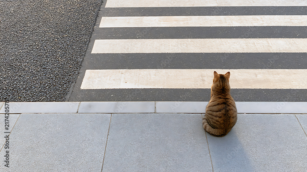 Fototapeta premium A cute tabby cat (Felis catus) sitting patiently on a city sidewalk next to a pedestrian crosswalk waiting to cross the asphalt street