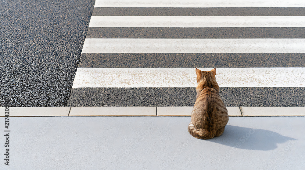 Naklejka premium Domestic cat Felis catus sit and look at pedestrian crosswalk on street urban asphalt road background top view horizontal image