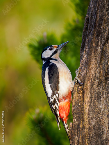 Canvas Print Great spotted woodpecker clinging to tree trunk in natural habitat