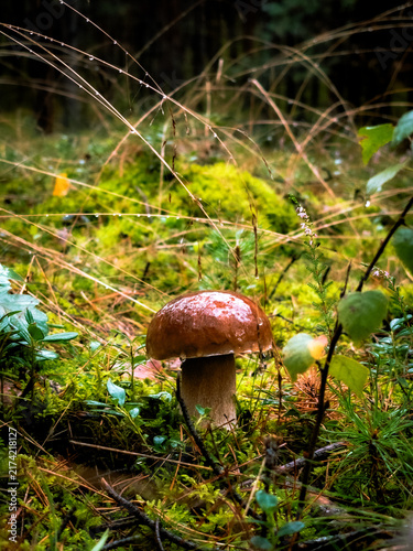 Fotografie orange cap boletus