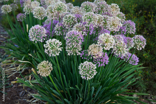 Allium Flowers in Bloom -Ornamental Onion - Purple and White - Close-up Macro