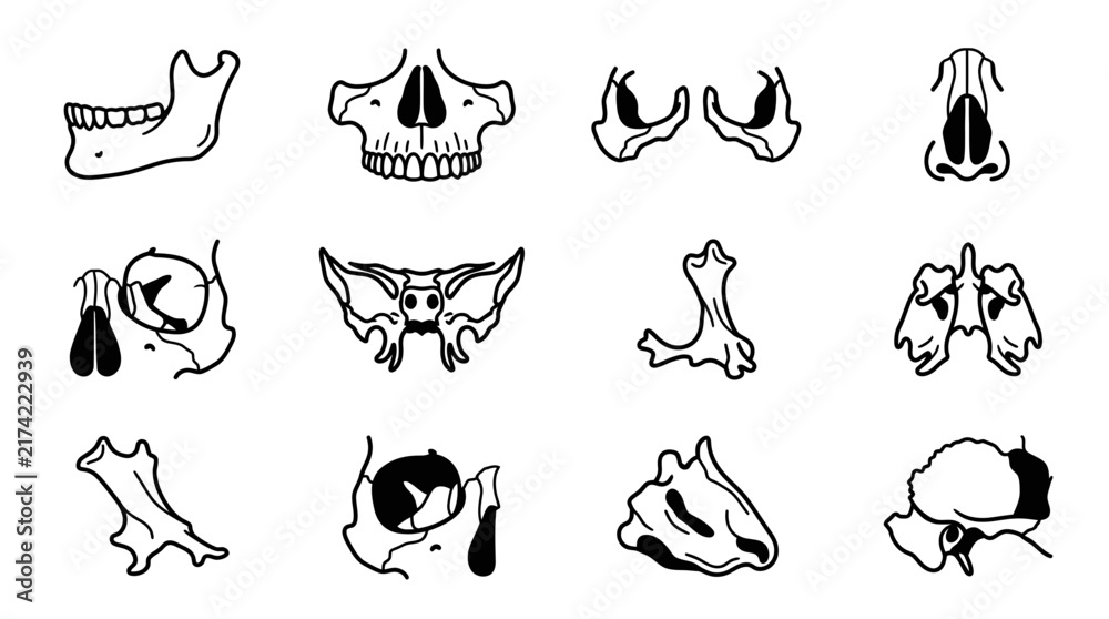 Obraz premium Human Skull Anatomy Icons Set Isolated on Transparent Background