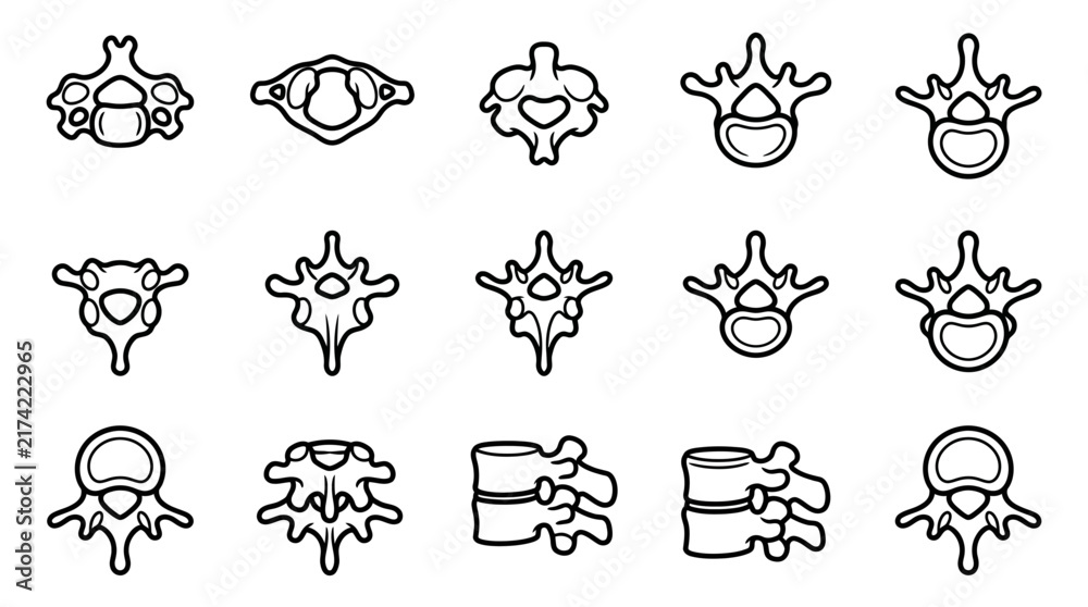 Obraz premium Spine Vertebrae Anatomy Collection Isolated on Transparent Background - Medical Illustration