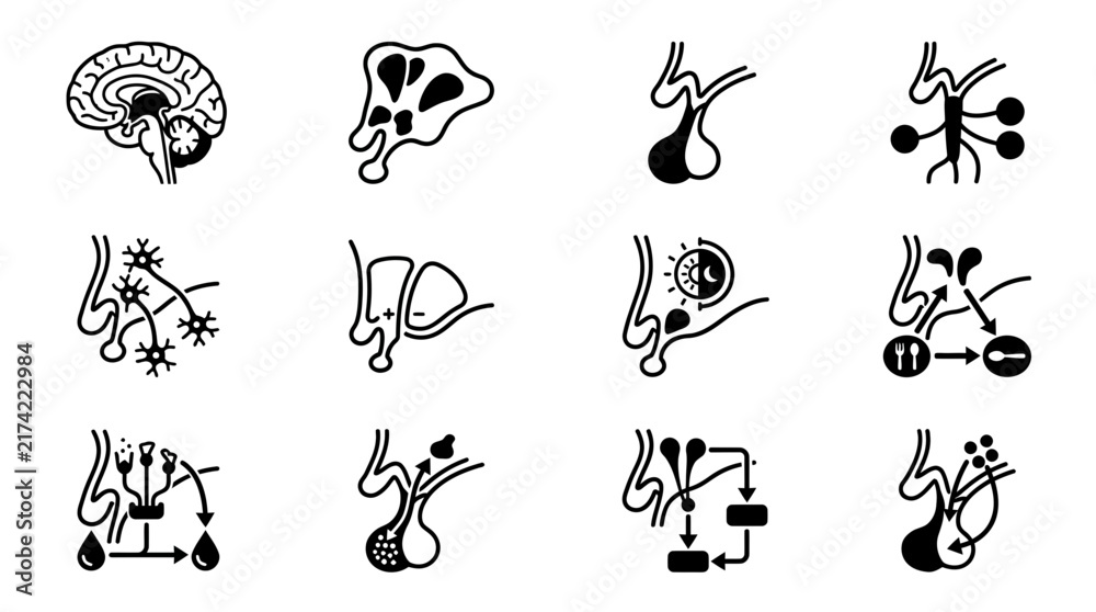 Obraz premium Medical Icons: Brain, Pituitary Gland, Neurons, Hormones, and Biological Processes