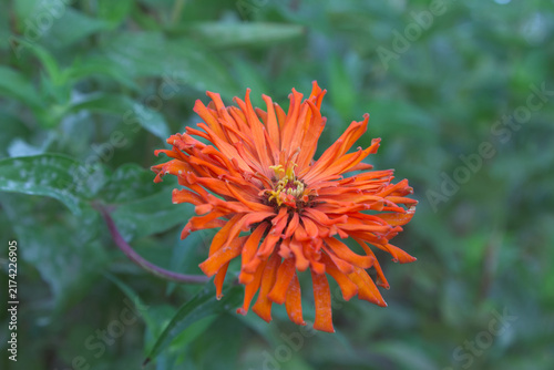 Zinnia Elegans, Orange Flower, Cactus Flower Zinnia, Shaggy Petals