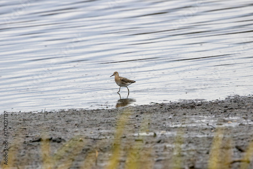 Photography Juvenile ruff wading in shallow water