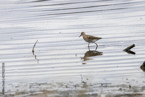 Canvastavla Juvenile ruff wading in the shallows