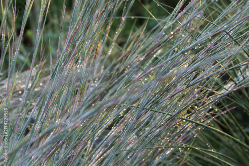 Ornamental Grasses with Sparkling Dew