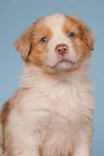 Portrait of a Australian Shepherd puppy with blue eyes on a blue background
