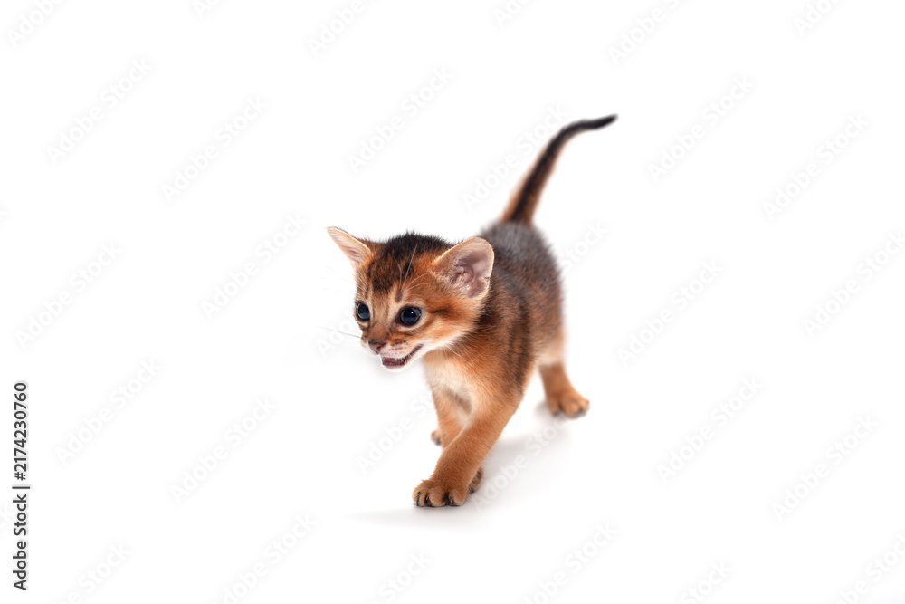 Obraz premium Small Abyssinian kitten walks confidently on white background. Ears perked up, eyes focused forward. Tail held high, paws poised mid-step
