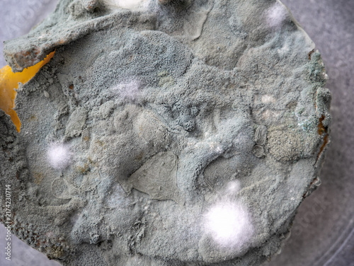 Obraz na plátne Gray and white fluffy mold grown in a Petri dish