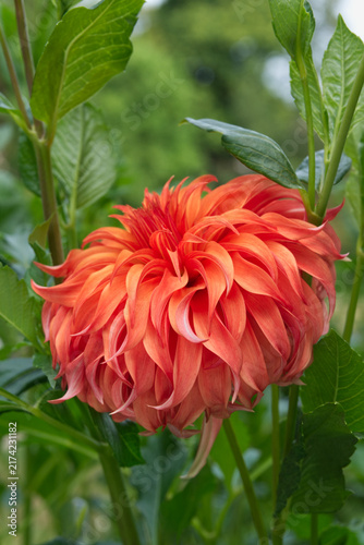Obraz na płótnie Orange decorative Dahlia Pointed petals