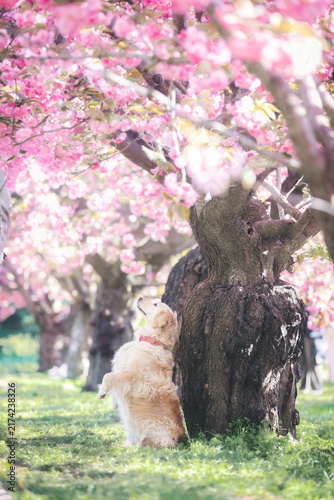 Golden Retriever dog under blooming pink cherry blossom trees in spring