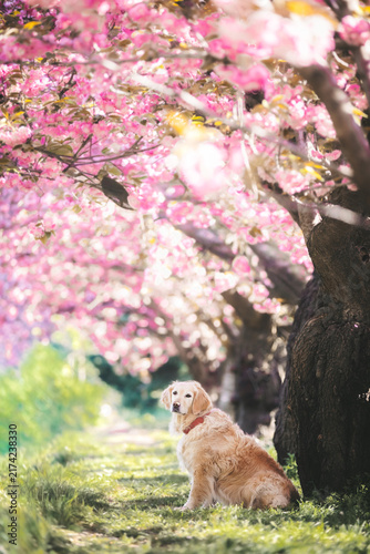 Golden Retriever dog under blooming pink cherry blossom trees in spring