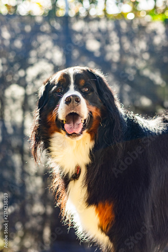 Canvastavla Bernese mountain dog portrait on outdoor background
