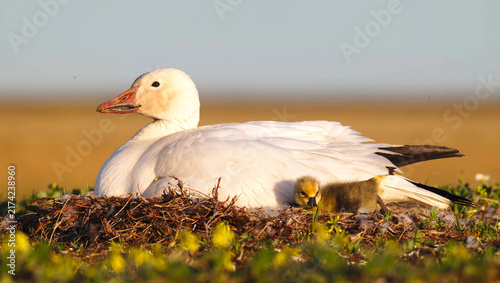 Fotografie Snow Goose brooding gosling in Arctic tundra nest