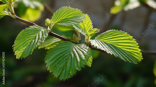 Bright green leaves with dew drops.