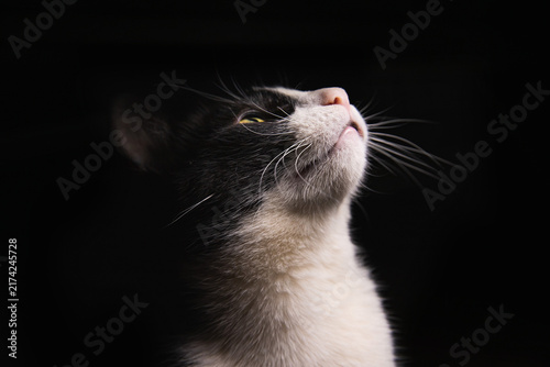 Plakat GATO