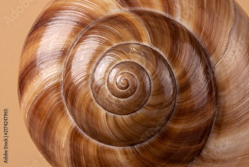 Obraz w ramie Snail shell spiral macro with inner whorls on solid warm beige background
