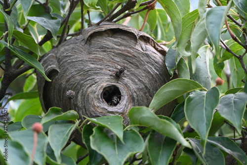 Wasp nest