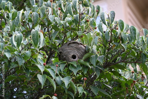 Wasp nest