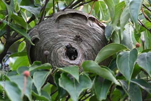 Wasp nest