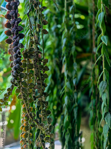 Focus shot of trailing plants with small oval-shaped leaves