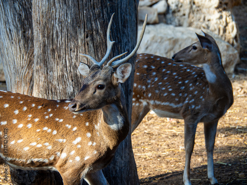 Bild auf Leinwand Fallow Deer Standing Alert in Grassy Park