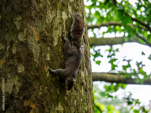 Canvas Print Eastern Grey Squirrel Foraging on Tree Trunk