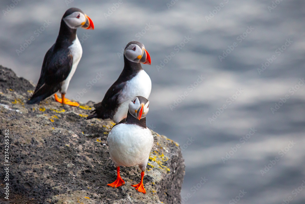 Fototapeta premium Puffins gather on a rocky shore in Iceland during a sunny day by the ocean