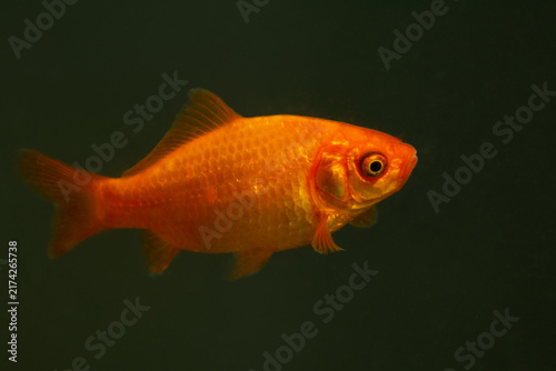 A bright goldfish swims through the clear water of a pond in the Azores.