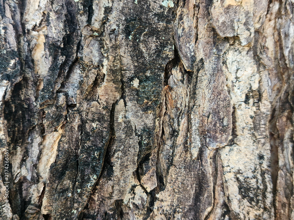 Fototapeta premium Deep Vertical Grooves on Old Tree Bark