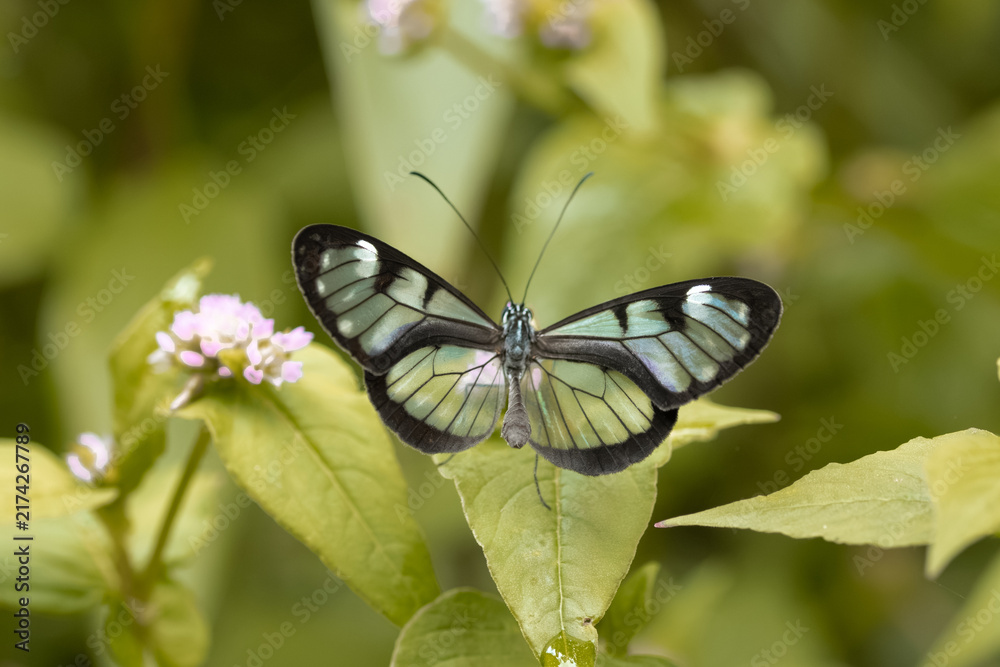 Fototapeta premium butterfly macro photography on natural green setting