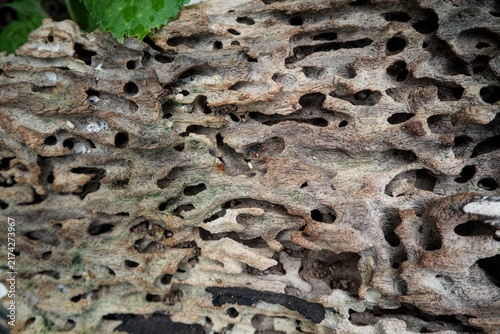 Quadro su tela Insect Tunnels and Holes in the Surface of Decaying Wood